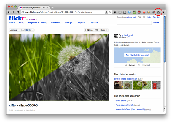 Dandelion