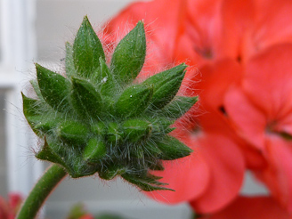 Flower bud macro