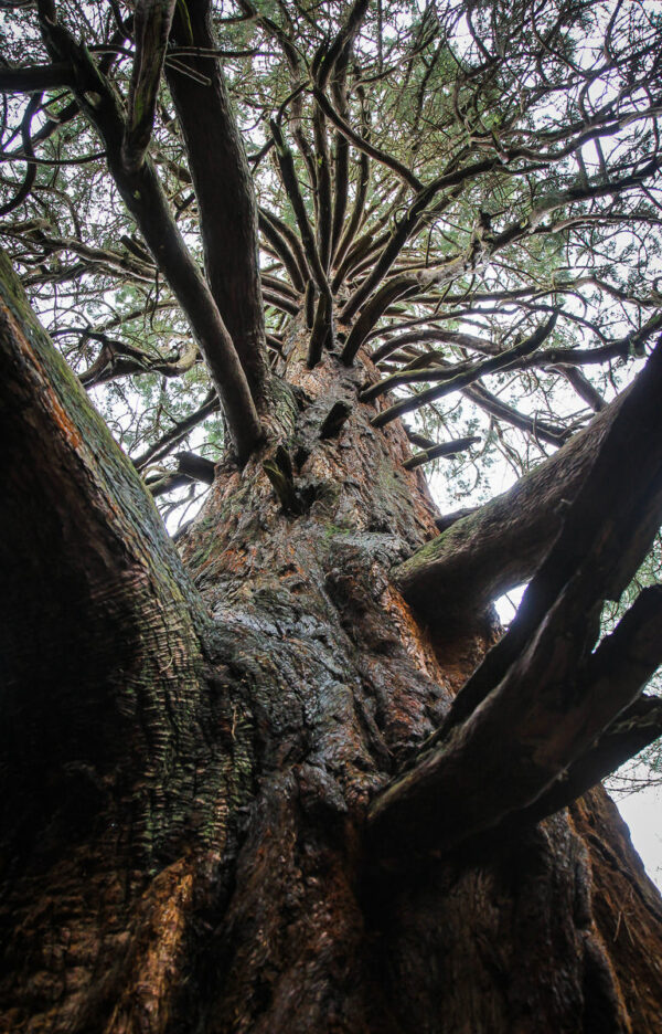 Giant Redwood