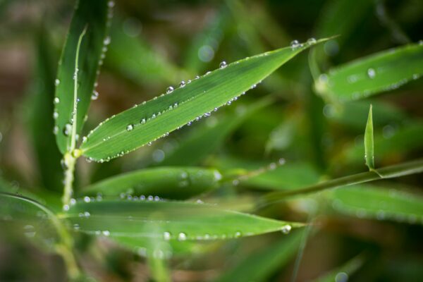 Backyard Bamboo