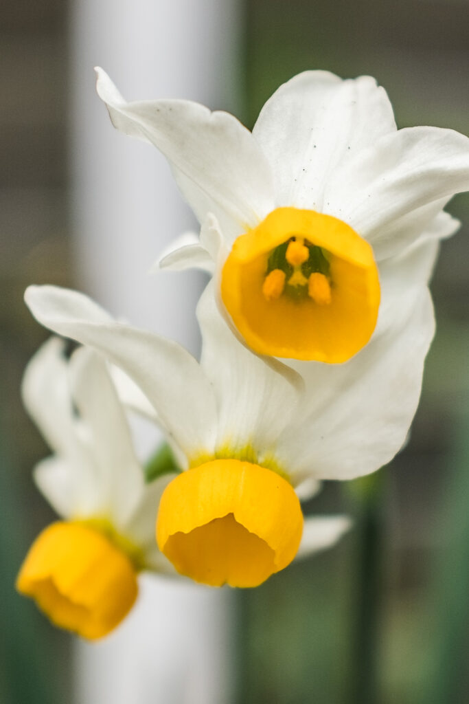 Developing Daffodils