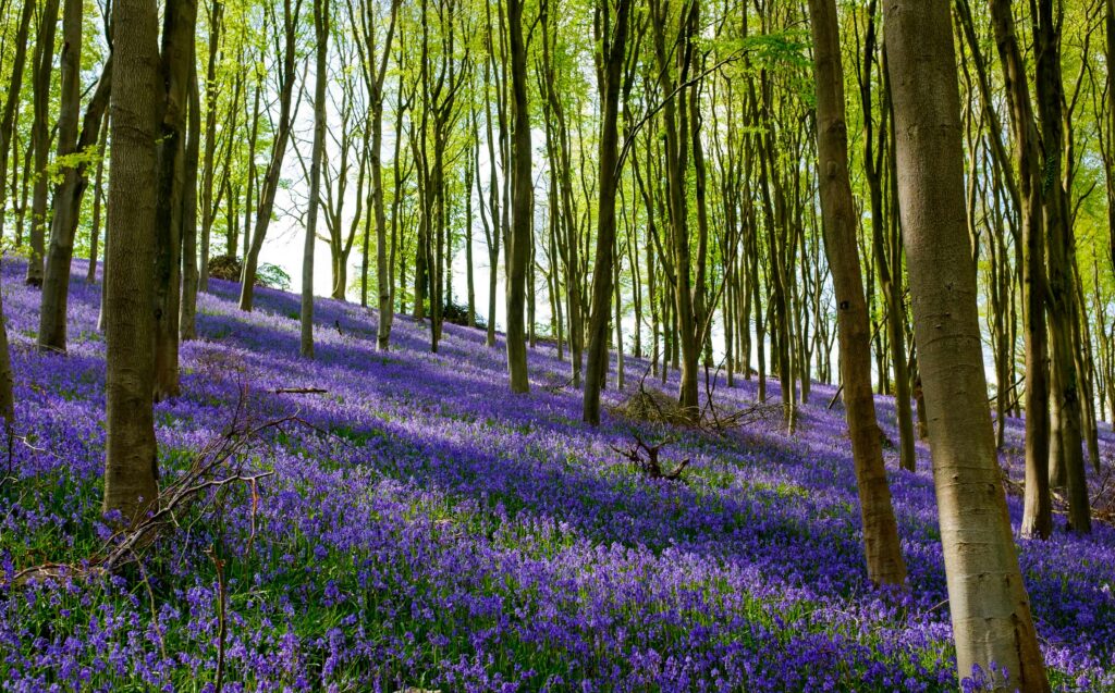 Bluebells in Prior's Wood, Portbury