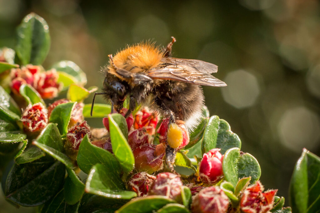 Bee with pollen basket