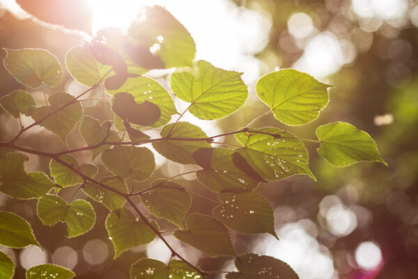 Light filtering through leaves, Leigh Woods, Bristol
