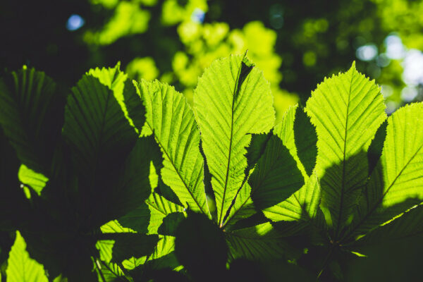 Leafy Clifton Village