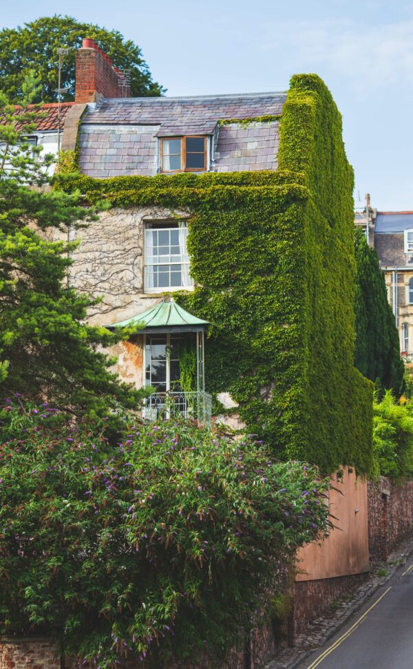 Boston-ivy covered house, Granby Hill, Bristol