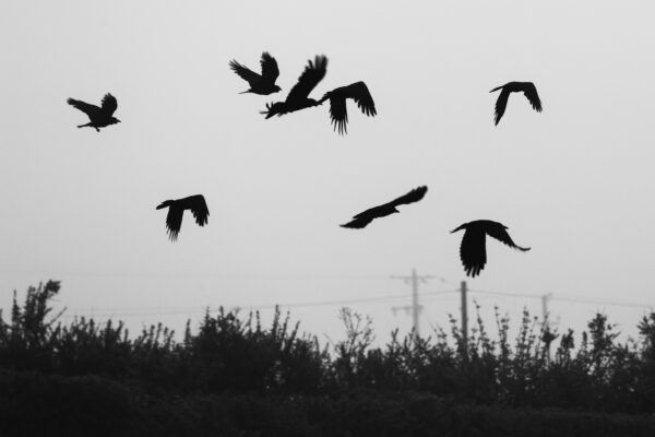 Crows in silhouette fly over a field in Pendoggett, Cornwall.