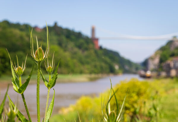 Spiked plants in sharp focus contrast with the Clifton Suspension Bridge blurred in the background on a summer's day.