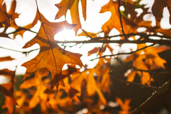 Sunlight filtering through autumn leaves on the Sourhead estate, Wiltshire.