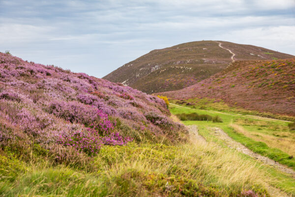 The purple-heathered hills of North Wales