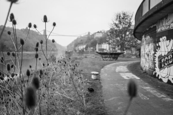 Teasels at the riverside next to one of the Cumberland Basin Flyover Systems's flyovers at the end of Spike Island.